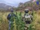 Destruyen AEI y SEDENA tres plantíos de marihuana en Ocampo