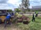 Concluye reubicación de árboles en la zona de construcción del Paso Superior Vialidad Nogales e Industrias