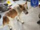 Rescatan Policías Investigadores a perrito en condiciones de maltrato en Parral