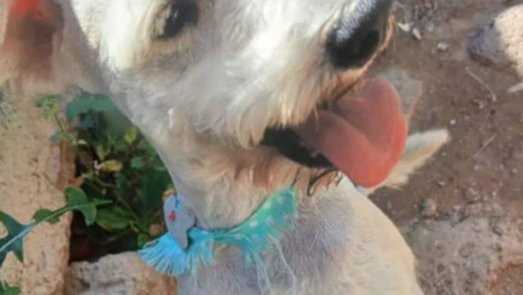 Perrito busca a su familia; encontrado a la altura de la colonia Villa