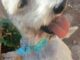 Perrito busca a su familia; encontrado a la altura de la colonia Villa