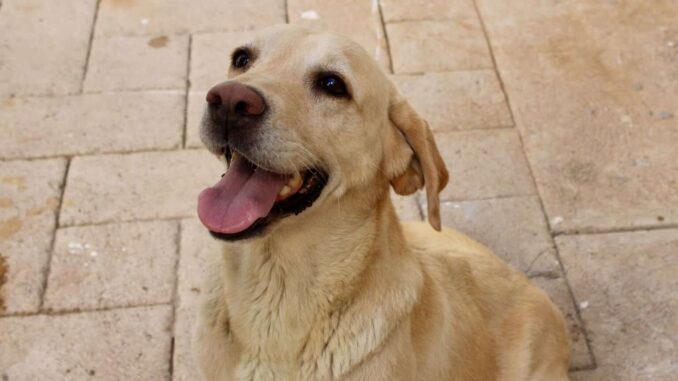 ¿Quieres darle hogar a una mascota? Promueve Municipio la adopción en el Día Mundial del Perro Adoptado