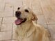 ¿Quieres darle hogar a una mascota? Promueve Municipio la adopción en el Día Mundial del Perro Adoptado