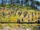 Gobierno del Estado y Súper Copa Roshfrans se unen en jornada de reforestación en Cumbres de Majalca